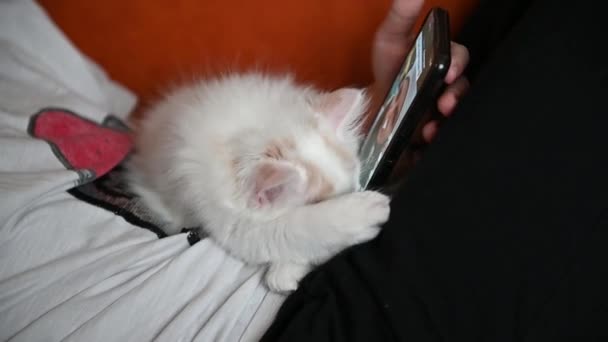 12 세된 한 십 대 소년 이 팔에 전화기를 끼고 놀고 있습니다. 그는 관심을 가지고 전화 화면을 보는 작은 새끼 고양이를 가지고 있습니다. — 비디오
