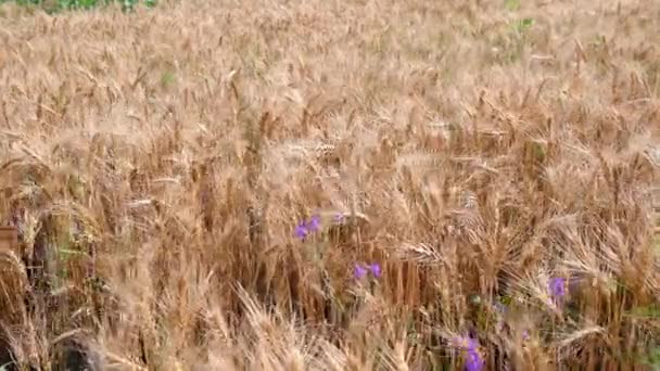Zomer gouden tarwe veld op blauwe lucht achtergrond — Stockvideo