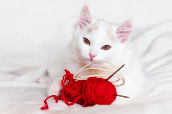 Gatinho fofo branco bonito encontra-se na cama em casa com uma bola de fios vermelhos olha para a câmera close-up — Fotografia de Stock