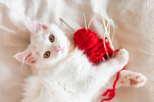 Gatinho fofo branco bonito encontra-se na cama em casa com uma bola de fios vermelhos olha para a câmera close-up — Fotografia de Stock