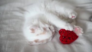 Şirin beyaz tüylü kedi yavrusu evde kırmızı bir kalple yatakta oynuyor, kameraya yakından bakıyor.