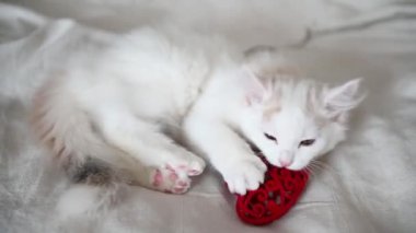 Şirin beyaz tüylü kedi yavrusu evde kırmızı bir kalple yatakta oynuyor, kameraya yakından bakıyor.