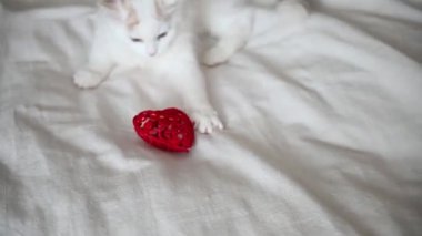 Şirin beyaz tüylü kedi yavrusu evde kırmızı bir kalple yatakta oynuyor, kameraya yakından bakıyor.