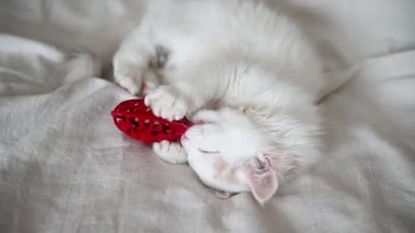 Şirin beyaz tüylü kedi yavrusu evde kırmızı bir kalple yatakta oynuyor, kameraya yakından bakıyor.