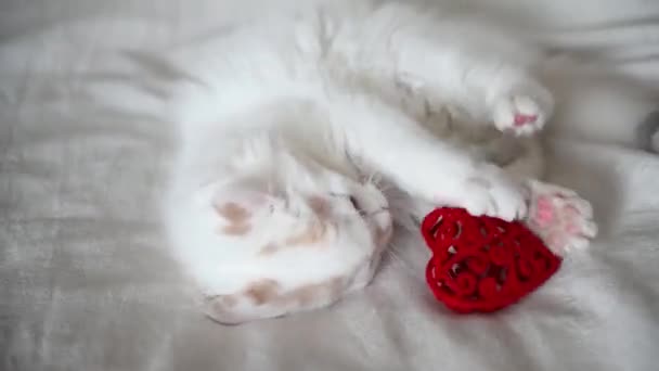 Χαριτωμένο λευκό χνουδωτό γατάκι παίζει στο σπίτι στο κρεβάτι με μια κόκκινη καρδιά, κοιτάζει την κάμερα γκρο πλαν — Αρχείο Βίντεο