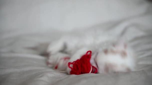 Cute white fluffy kitten cat lies on the bed at home with a ball of red threads looks at the camera close-up — Stock Video