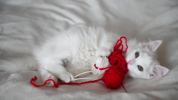 Cute white fluffy kitten cat lies on the bed at home with a ball of red threads looks at the camera close-up — Stock Video