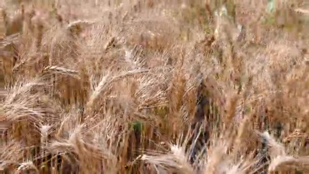 Summer golden wheat field on blue sky background — Stock Video