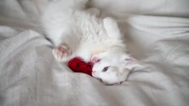 Şirin beyaz tüylü kedi yavrusu evde kırmızı bir kalple yatakta oynuyor, kameraya yakından bakıyor.