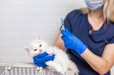 Doktor veteriner elinde şırıngayla beyaz tüylü bir kedi yavrusu tutuyor.