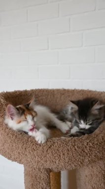 İki sevimli kedi yavrusu ev kamerasına dikey bir şekilde yakından bakıyor.