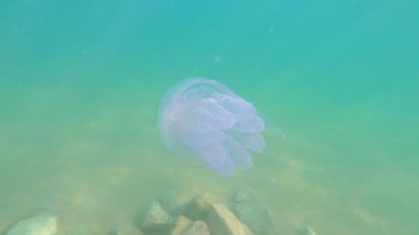 Riprese subacquee meduse velenose con enormi tentacoli con un bordo viola nuota nel mare primo piano — Video Stock