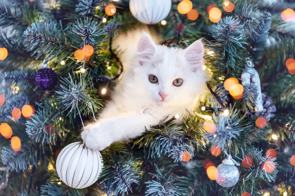 Słodkie biały kotek siedzi na choince z świąteczne dekoracje Zdjęcie Stockowe