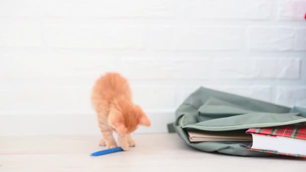 Lindo jengibre pequeño gato gatito jugando con escuela mochila y azul pluma en casa — Vídeo de stock