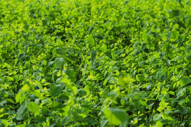 Küçük yeşil yapraklar arkaplan.