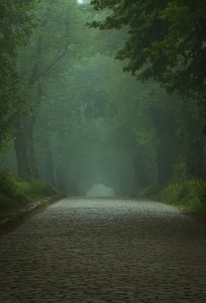 Mistige oude weg tussen groene bomen — Stockfoto