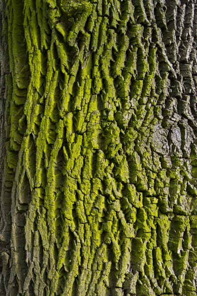 Moss och bark textur — Stockfoto