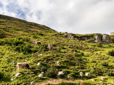 İsviçre inekleri yazın Alplerde otluyor, San Gottardo geçidi, İsviçre