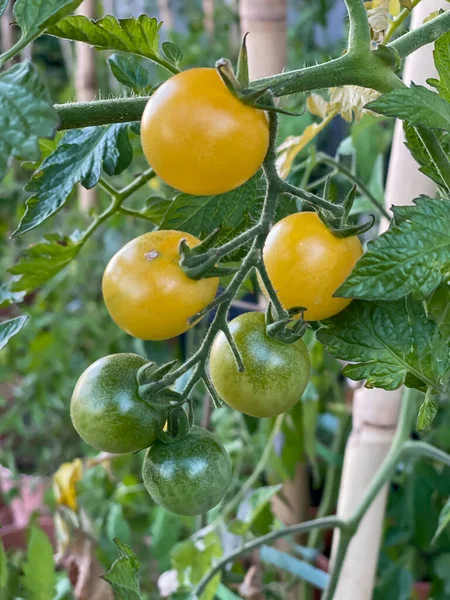 Zweig Gelbe Kirschtomaten Auf Tomatenpflanze Grosseille Blanche Erbstück Vertikal Nahaufnahme — Stockfoto
