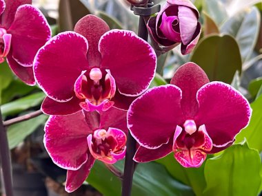 Çoklu falaenopsis orkidesi çiçekleri. Kırmızı orkide. Kırmızı orkide. Mor Montpellier