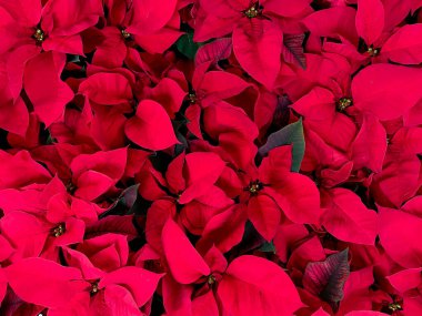 Poinsettia çiçek başları canlı kırmızı, Euphorbia pulcherrima, tam kare, kapat