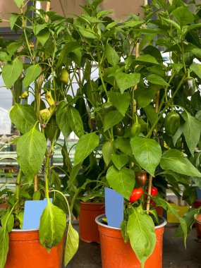 Kahverengi kaplarda meyveleri olan büyük dolma biber bitkileri satışa hazır, fotokopi alanı için boş etiketler, dikey çekim