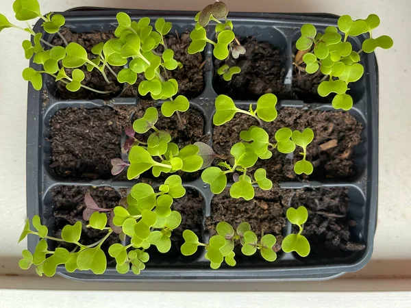 Salat Sämlinge Auf Fensterbank Sprossen Asia Senfsalat Mischung Grün Und — Stockfoto