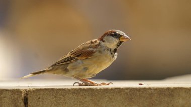 Taş bir duvardaki serçenin yakın çekim görüntüsü.