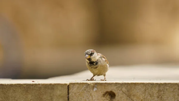 Nahaufnahme Eines Sperlings Auf Einer Steinmauer — Stockfoto