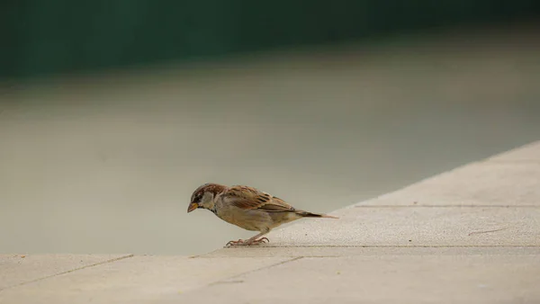 Gros Plan Moineau Sur Mur Pierre — Photo