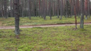 Kanada 'da ilkbaharın başlarında asfaltsız yollu destansı orman