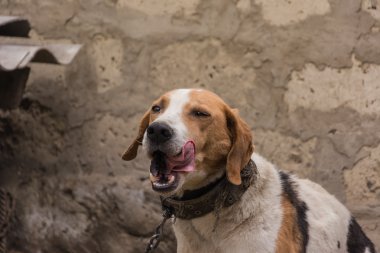yaşlı av köpeği onun köpek kulübesi yakınında