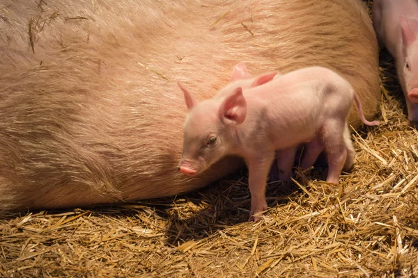 Piglets with a pig — Stock Photo, Image