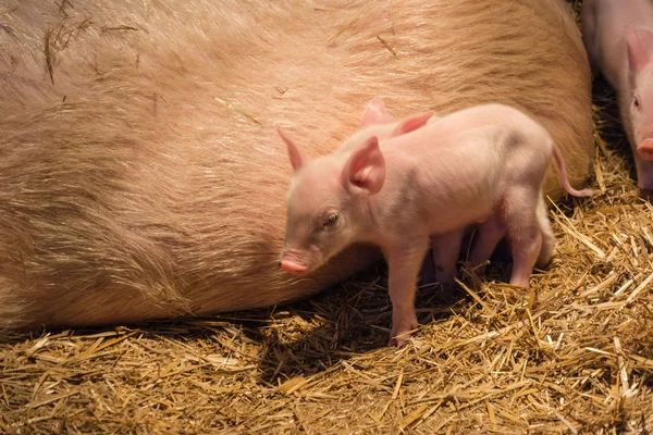 Lechones con un cerdo —  Fotos de Stock