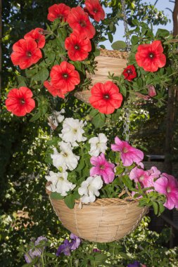 Asılı sepetler açık alanlarda da Petunya çiçek