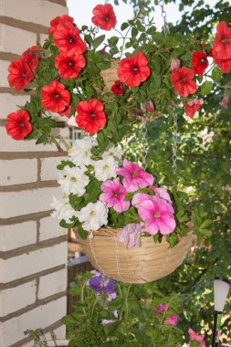 Asılı sepetler açık alanlarda da Petunya çiçek