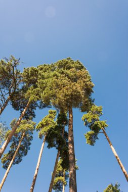 Yüksek çam gövdeleri, bereketli taç ve yumuşak mavi gökyüzü.