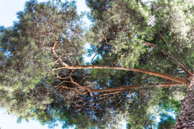 Yüksek çam gövdeleri, bereketli taç ve yumuşak mavi gökyüzü.