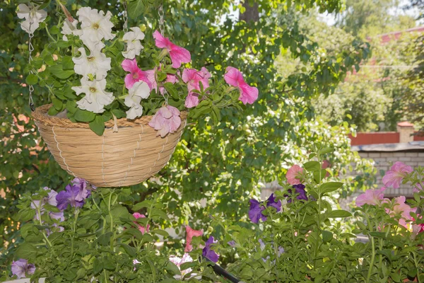 Petúnia flores em cestas de suspensão áreas ao ar livre — Fotografia de Stock