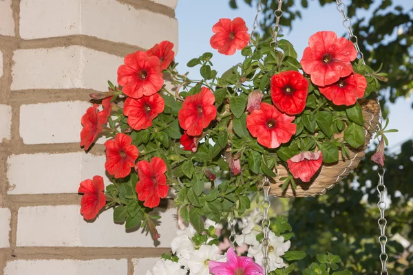 Petunia flores en cestas colgantes áreas al aire libre — Foto de Stock