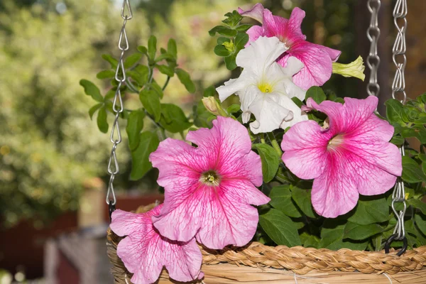 Petunia flores en cestas colgantes áreas al aire libre — Foto de Stock