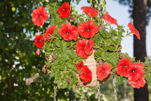 Petunia flores en cestas colgantes áreas al aire libre — Foto de Stock