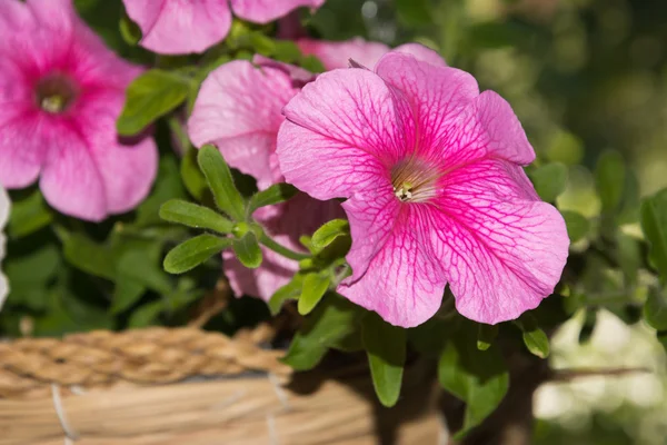 Petunia flores en cestas colgantes áreas al aire libre — Foto de Stock