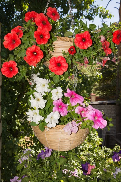 Petúnia flores em cestas de suspensão áreas ao ar livre — Fotografia de Stock
