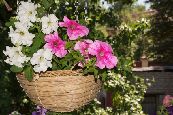 Petunia flowers in hanging baskets outdoor areas — Stock Photo, Image