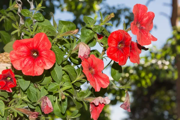 Petunia flores en cestas colgantes áreas al aire libre — Foto de Stock