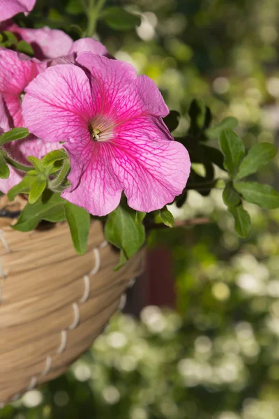 Petúnia flores em cestas de suspensão áreas ao ar livre — Fotografia de Stock
