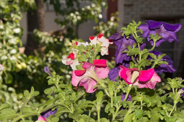 Petunia flores en cestas colgantes áreas al aire libre — Foto de Stock