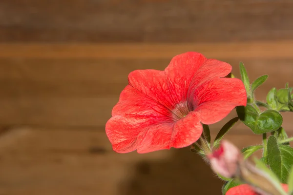 Petunia flores en cestas colgantes áreas al aire libre — Foto de Stock