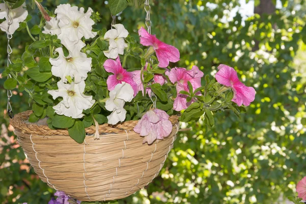 Petunia flores en cestas colgantes áreas al aire libre — Foto de Stock